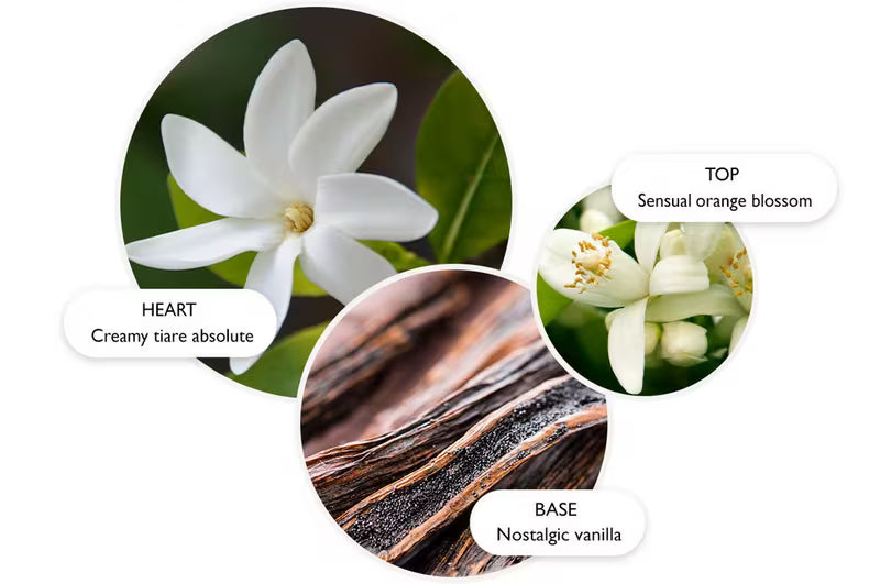 Flora Luminare | Body