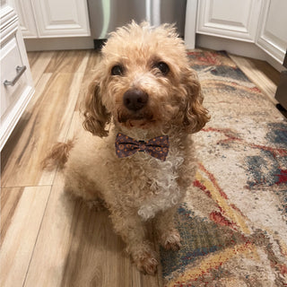 Dogs Bow Tie