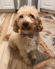 Dogs Bow Tie