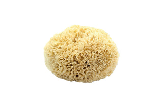 Natural Sea Sponge #1