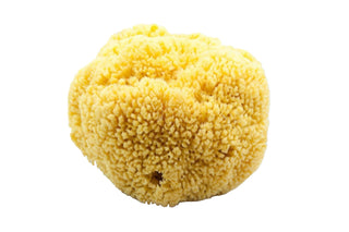 Natural Sea Sponge #3
